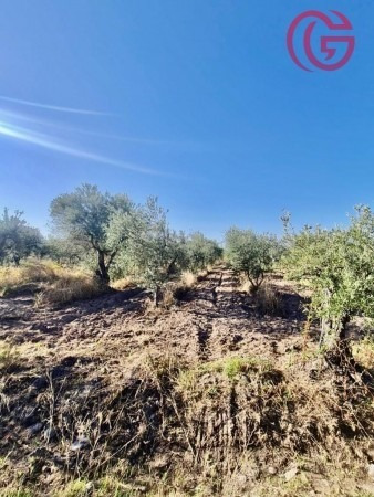 Imagen 9 de 16 de Greenwood Vende Finca Con Potencial