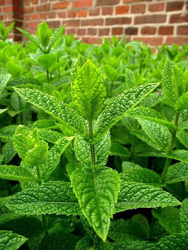 Semillas De Menta Bello Jardin Epoca De Siembra