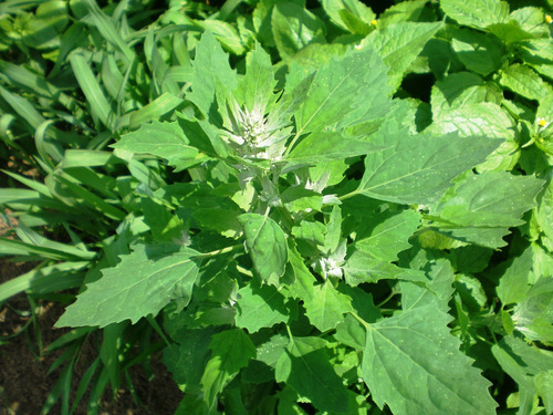 Sementes De Espinafre Selvagem - Chenopodium Album - Panc