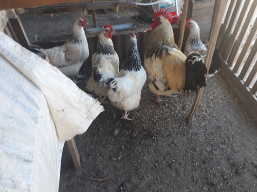 Imagen 5 de 5 de Huevos Para Incubar Granja Peyrano