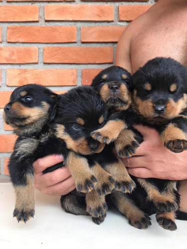 Filhote De Rottweiler Cabeça De Touro