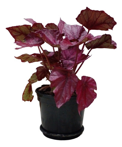 Planta De Interior Begonia