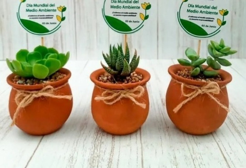 Imagen 4 de 6 de Cactus Y Suculentas Personalizadas, Recuerdos, Detalles