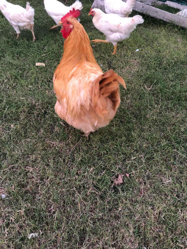 Imagen 3 de 9 de Huevos Fértiles De Orpington Leonado