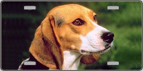 Smart Blonde Beagle Dog Photograph Metal