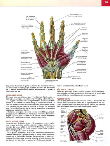 Atlas De Anatomía: El Cuerpo Humano Y La Salud