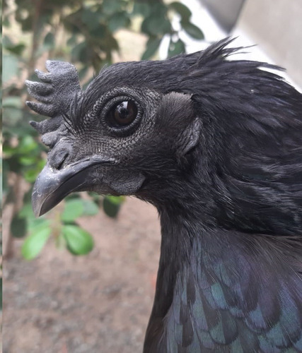 Ayam Cemani - 6+1 Ovos Ferteis Com Garantia De Fertilidade!!
