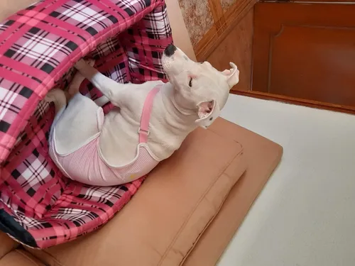 Calzón De Celo Taje De Baño Perritas Pollito & Huevo