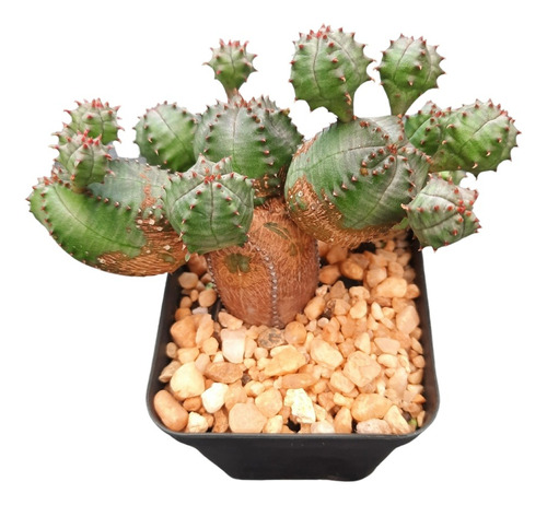 Suculenta Euphorbia Obesa Híbrida