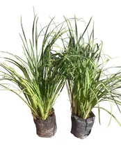 Comprar Dietes Bicolor - Ideal Cercos - Gran Tamaño! - M 10 Lts
