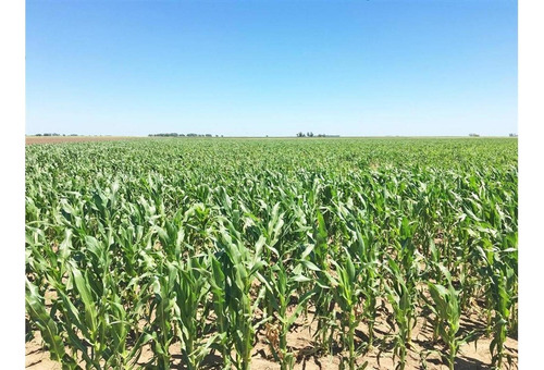 Imagen 4 de 15 de Campo En Quemu Quemu La Pampa