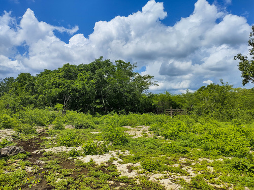 Venta De Rancho En Zona Ganadera De Yucatán, Con Cenotes, 453 Has