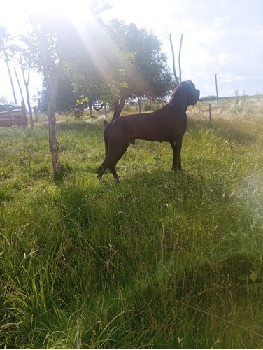 Gran Danes Cachorros 