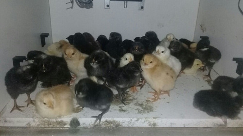 Imagen 3 de 3 de Huevos Fértiles De Gallinas (x Docena)