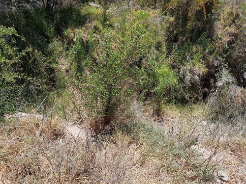 Sitio En Arriendo Ruta 41 Km 17
