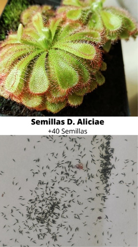 Semillas Drosera Aliciae (+40) Planta Carnívora