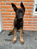 Comprar Pastor Belga Malinois De Trabajo 100% Belga