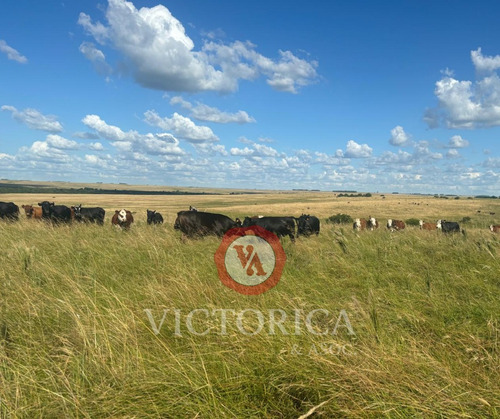 Imperdible Oportunidad En Canelones, 285 Has De Campo Agrícola-ganadero, Estancia Completa,