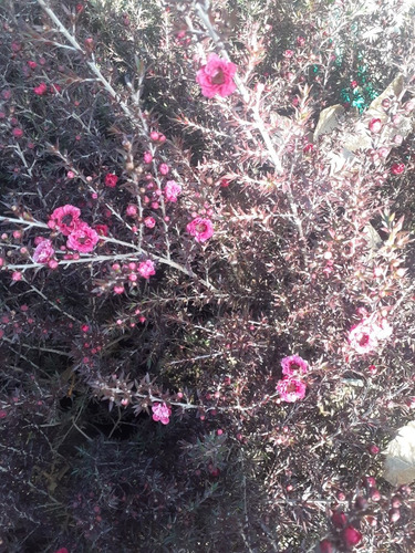 Leptospermo, Leptospermum, Leptospermum Scoparium 4lts