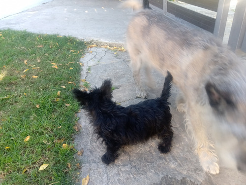 Último Scotthis Terrier Negro Macho