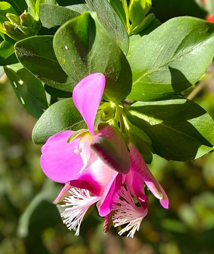 Planta Polygala Rosada 25 Cm Gratis A R . M Pack X2
