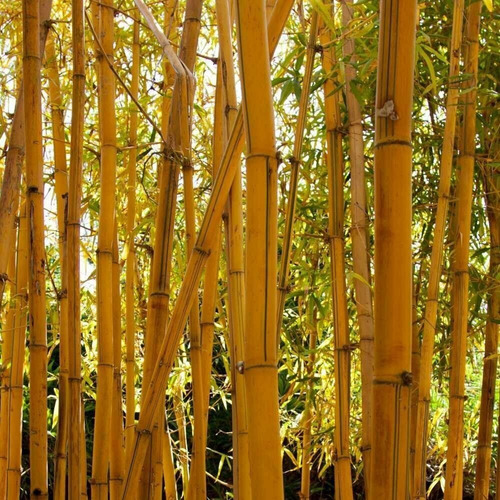Semillas De Bambú Amarillo Envío A Todo Chile