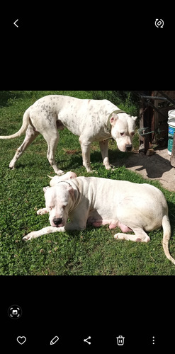 Dogo Argentino 