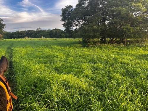 Venta Finca Productora De Cereales Y Ganado