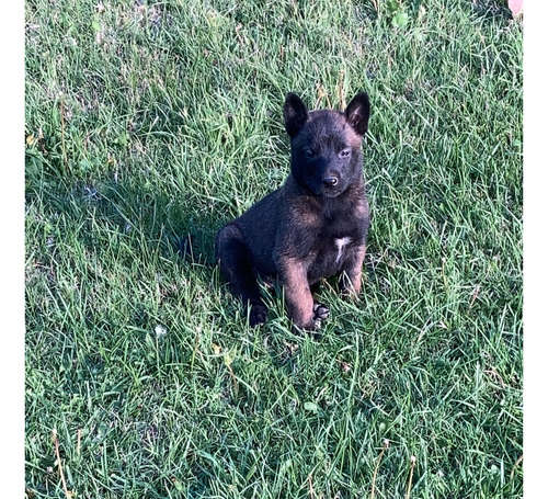 Cachorros Pastor Belga Malinois 