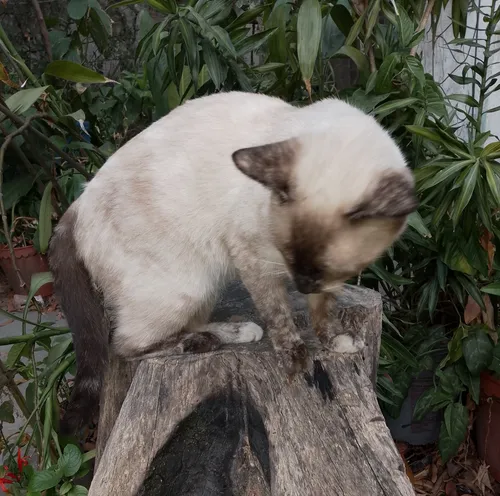 Gata Siamesa En Adopción