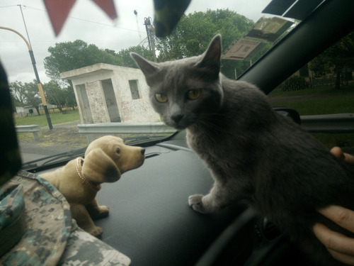 Traslado De Mascotas