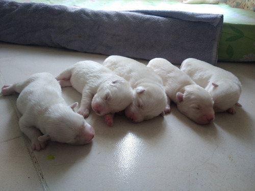 Se Venden Hermosos Husky Siberianos Manto Blanco 