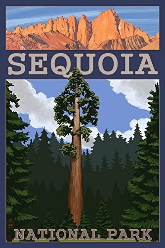 Parque Nacional Sequoia, California - Árbol De La Secoya Y
