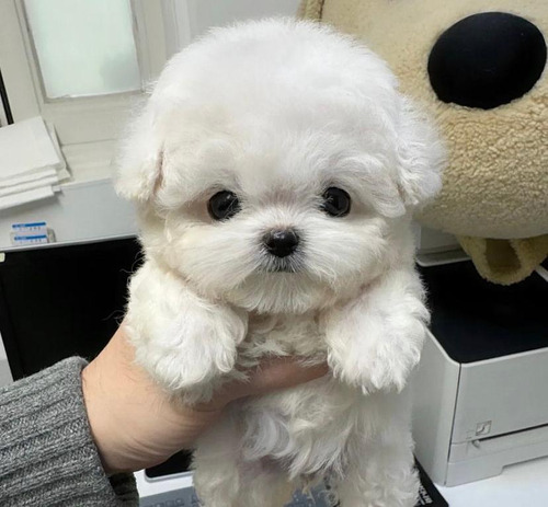 Juguetones Cachorros French Poodle De Bolsillo 