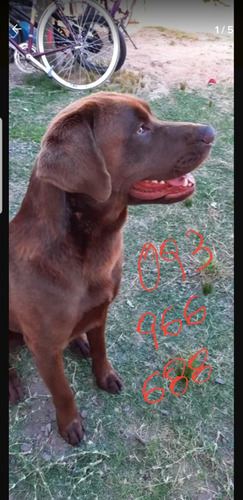 Imagen 5 de 5 de Labrador Para Monta En Maldonado
