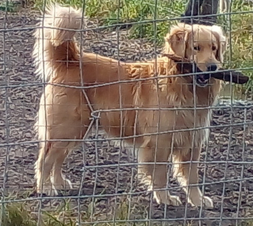Imagen 3 de 5 de Cachorros Golden Puros Machos Entrega En El Día.