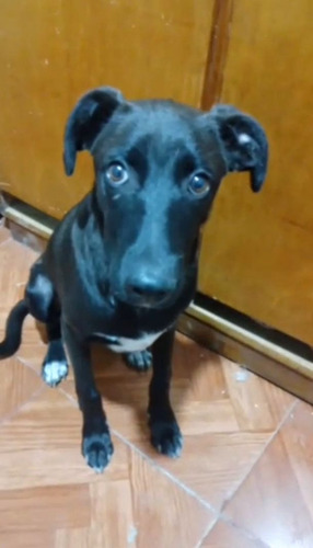 Cachorrito Tomy, 5 Meses ( A Mayo ) Adorable, Tímido, Dulce