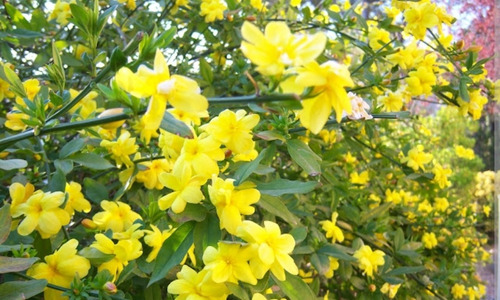 Planta Jazmin Mezni -amarillo-