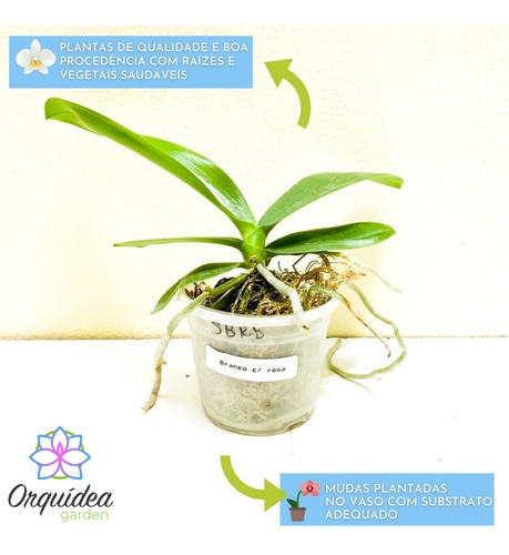 5 Mudas De Orquidea Phalaenopsis Lindas Pronta Entrega | Parcelamento sem  juros