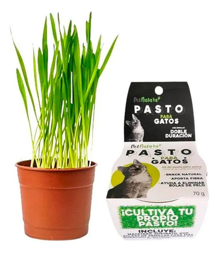 Pasto Gatero