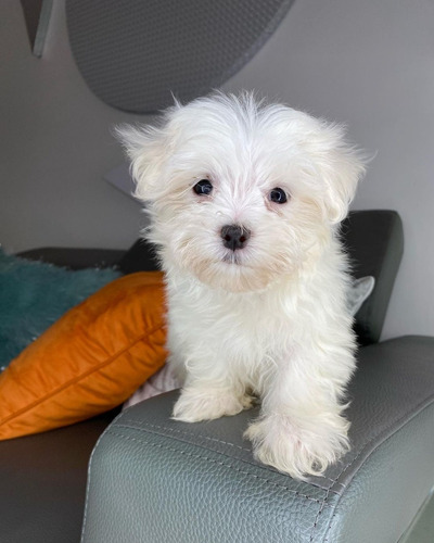 Cachorros Maltipoo Pedregre Vacunados Tienda De Mascota