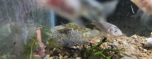 Pez Limpiafondo Corydora Elisae Gris