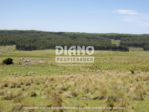 Imagen 6 de 10 de Campo Ganadero Forestal - 80 Has