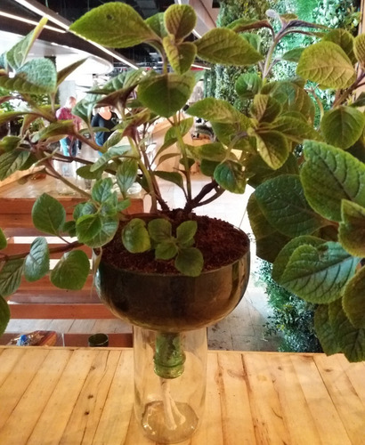 Dólar Negro Little Plant 32 Sin Soporte, Maceta Autorregante