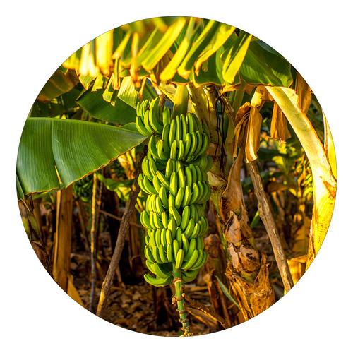 10 Mudas De Banana Princesa Brs Embrapa Resistentes