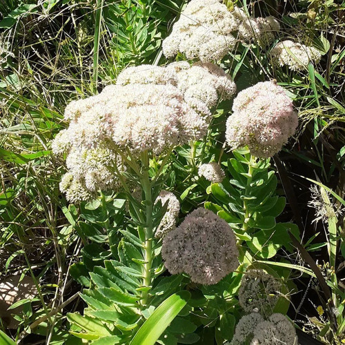 Hylotelephium Spectabile Telefío, Sedum De Otoño 3lts