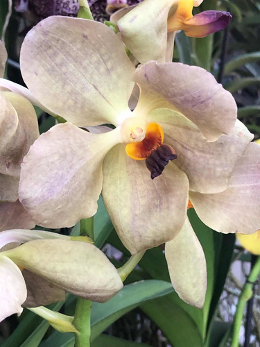 Imagen 2 de 10 de Orquídeas Vanda De Flor Muy Grande Y Cascada, Colores Exótic