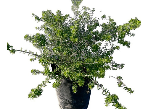 Planta Westringia Romerino - Ideal Jardines - Envíos