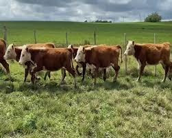 Campo 10 Hás En Paysandú