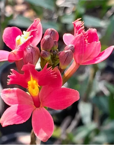 Epidendrum Vermelho Orquídea Linda Coleção Fácil De Cuidar